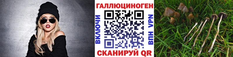 закладки  Елизаветинская  Псилоцибиновые грибы GOLDEN TEACHER 